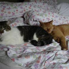 Huskat Brutalis Den Store