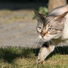 Bengal  Sesse *IP*