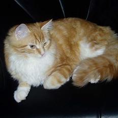 Norsk Skovkat maximus