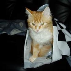 Norsk Skovkat maximus