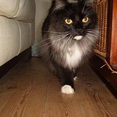 Norsk Skovkat Mufassa Valdemar Holm 