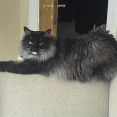 Norsk Skovkat Mufassa Valdemar Holm 