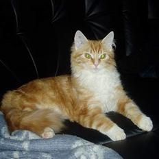 Norsk Skovkat maximus