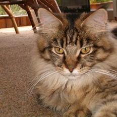 Maine Coon havana