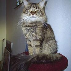 Maine Coon havana
