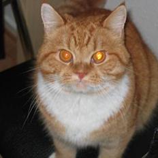 Blanding af racer Zimba