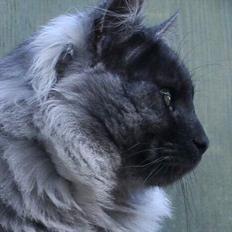 Norsk Skovkat Harley Felis Jubatus