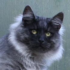 Norsk Skovkat Harley Felis Jubatus