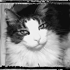 Norsk Skovkat "Elmer"