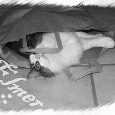 Norsk Skovkat "Elmer"