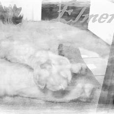 Norsk Skovkat "Elmer"