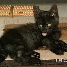 Blanding af racer Maine coon / huskat "Bob"