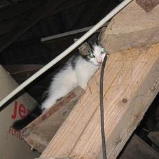 Blanding af racer Samson