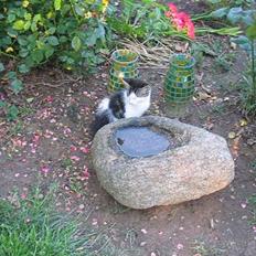 Blanding af racer Samson