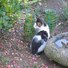 Blanding af racer Samson