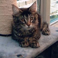 Maine Coon Matinique *solgt*