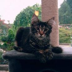 Maine Coon Matinique *solgt*