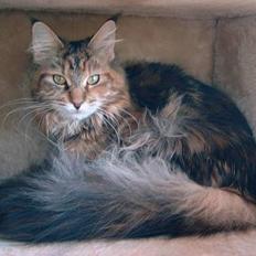 Maine Coon Timbercoons Grafity