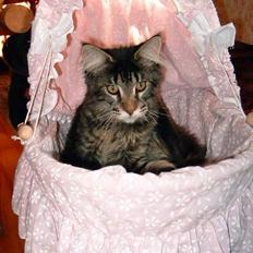 Maine Coon Matinique *solgt*