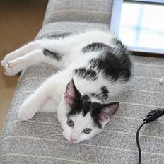 Blanding af racer Miss Malou†