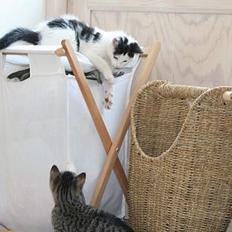 Blanding af racer Miss Malou†