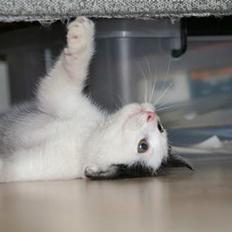 Blanding af racer Miss Malou†