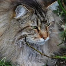 Maine Coon I´m to Sexy