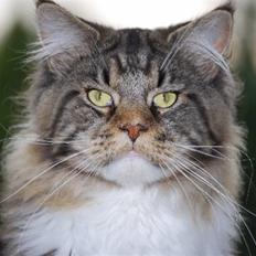Maine Coon Sirius