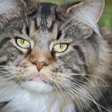 Maine Coon Sirius