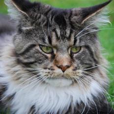 Maine Coon Sirius