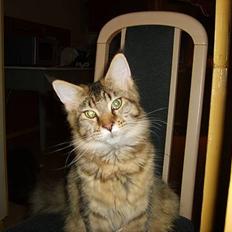 Maine Coon brogrens geisha