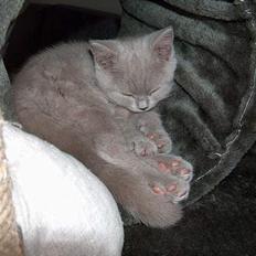 British Shorthair Noah