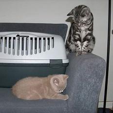 British Shorthair Noah