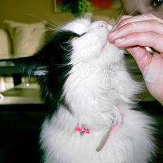 Norsk Skovkat "Misse" * SOLGT*