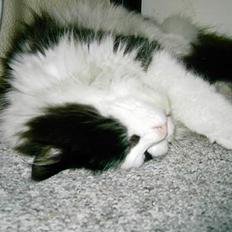 Norsk Skovkat "Misse" * SOLGT*