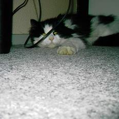 Norsk Skovkat "Misse" * SOLGT*