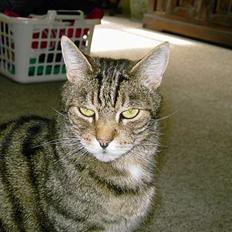 Blanding af racer hannibal