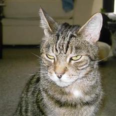 Blanding af racer hannibal