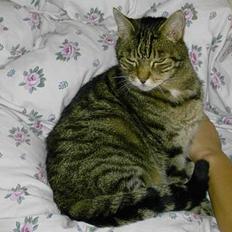 Blanding af racer hannibal