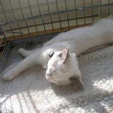 Ragdoll SP. Wrendsted Celinea DSM