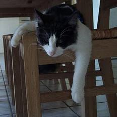 Norsk Skovkat DK Buum-Cats Anja