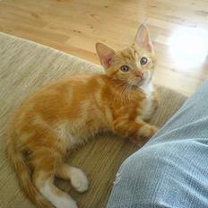 Huskat Pjevs - Fået nyt hjem