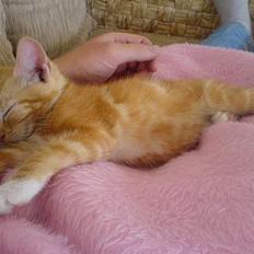 Huskat Pjevs - Fået nyt hjem