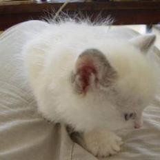Ragdoll SP. Wrendsted Celinea DSM