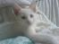 Blanding af racer NimNim R.I.P
