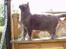 British Shorthair Speedy [DØD d.20/5-07] <3