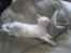 Blanding af racer NimNim R.I.P