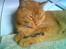 Huskat Morris R.I.P - Den her tus er pæn den vil jeg sove med ´´Min store kærlighed´´