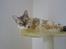 Bengal  Toulouse*GIP* - Blink blink...