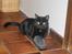 Blanding af racer Milo {Mislo} <'3 - ; med poterne i skoen? (: - fineste kat <3
